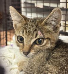 Shelter Stray Male Cat last seen VIA GRANDE/MORSE AVE, 95825, 3839 Bradshaw Rd, Sacramento, CA 95827, USA