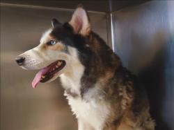 Shelter Stray Male Dog last seen , 1850 W 60th St, Los Angeles, CA 90047, USA
