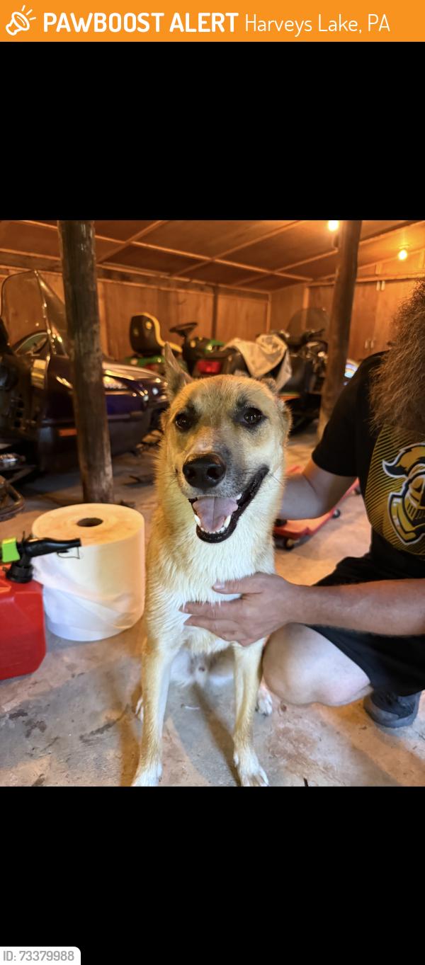 Found/Stray Male Dog last seen Right off of Route 29, Harveys Lake, PA 18618