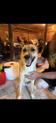 Found/Stray Male Dog last seen Right off of Route 29, Harveys Lake, PA 18618