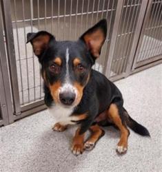Shelter Stray Male Dog last seen BRIAN KELLY WY / CLAIRINA WY, 9150 Union Park Way, Elk Grove, CA 95624, USA
