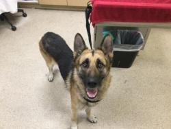 Shelter Stray Male Dog last seen Near BLOCK LONGMEADOW ST, RIVERSIDE CA 92505, 6851 Van Buren Boulevard, Jurupa Valley, CA 92509, USA