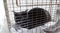 Shelter Stray Female Cat last seen LYON/GROVE, 1419 Bryant St, San Francisco, CA 94103, USA