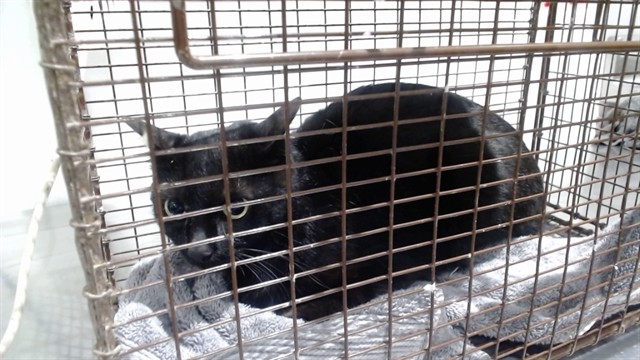 Shelter Stray Female Cat last seen LYON/GROVE, 1419 Bryant St, San Francisco, CA 94103, USA