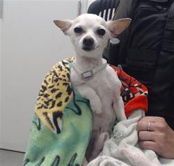 Shelter Stray Male Dog last seen SAN JOSE X GENEVA, 1419 Bryant St, San Francisco, CA 94103, USA