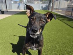 Shelter Stray Female Dog last seen LINCOLN, 11232 B Ave, Auburn, CA 95603, USA