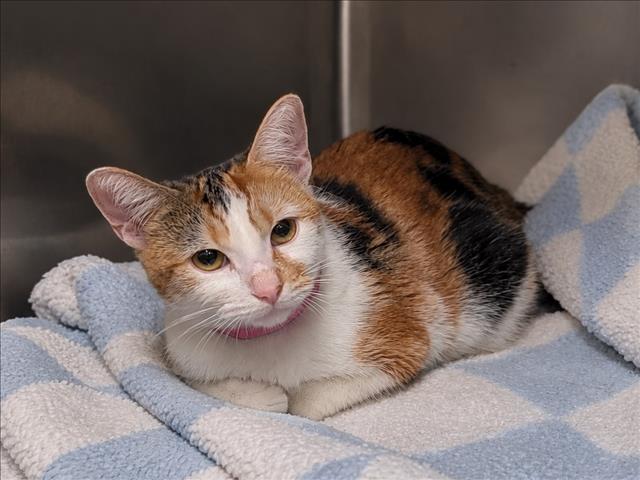 Shelter Stray Female Cat last seen , 957 N Gaffey St, San Pedro, CA 90731, USA