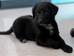 Shelter Stray Male Dog last seen , 4275 Elton St, Baldwin Park, CA 91706, USA