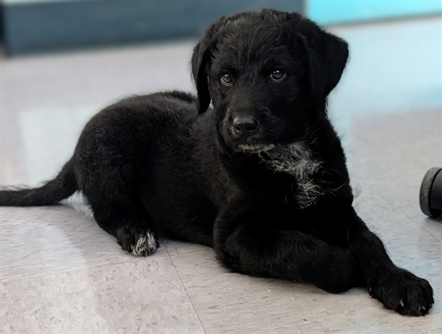 Shelter Stray Male Dog last seen , 4275 Elton St, Baldwin Park, CA 91706, USA
