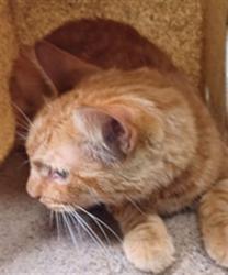 Shelter Stray Male Cat last seen , 4275 Elton St, Baldwin Park, CA 91706, USA