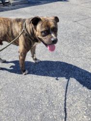 Shelter Stray Male Dog last seen , 957 N Gaffey St, San Pedro, CA 90731, USA