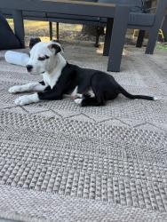 Reunited Female Dog last seen Antigua and Rosser, Dallas, TX 75244