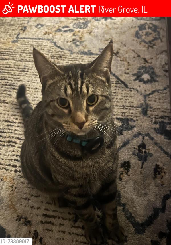 Lost Male Cat last seen Haymond / greenwood, River Grove, IL 60171