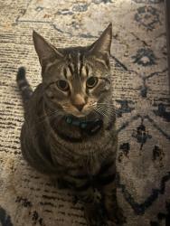 Lost Male Cat last seen Haymond / greenwood, River Grove, IL 60171