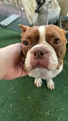Reunited Female Dog last seen Farmbrooke, Winston-Salem, NC 27103