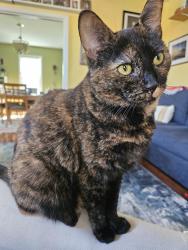 Lost Female Cat last seen Winterburn and Alger cross street. house on corner., Pittsburgh, PA 15207