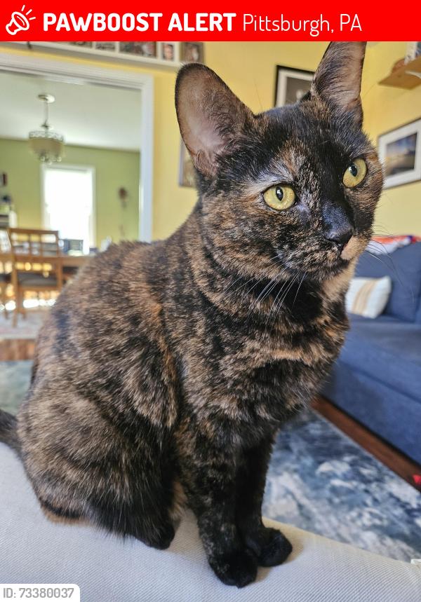 Lost Female Cat last seen Winterburn and Alger cross street. house on corner., Pittsburgh, PA 15207