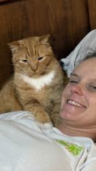 Lost Male Cat last seen Linwood apmts, k15 Pawnee, Wichita, KS 67211