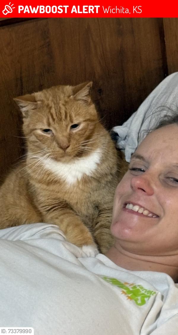 Lost Male Cat last seen Linwood apmts, k15 Pawnee, Wichita, KS 67211