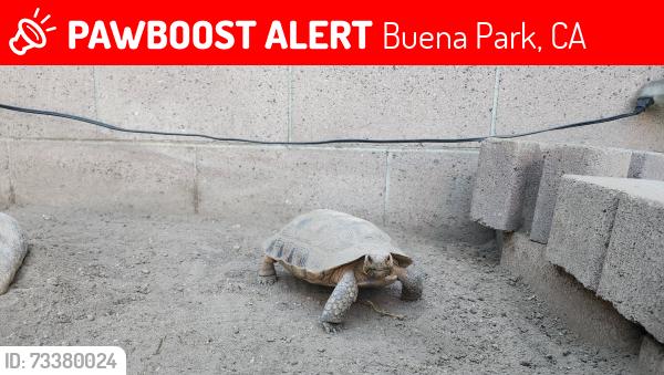 Lost Male Reptile last seen PEAK Park, Buena Park, CA 90620