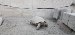 Lost Male Reptile last seen PEAK Park, Buena Park, CA 90620