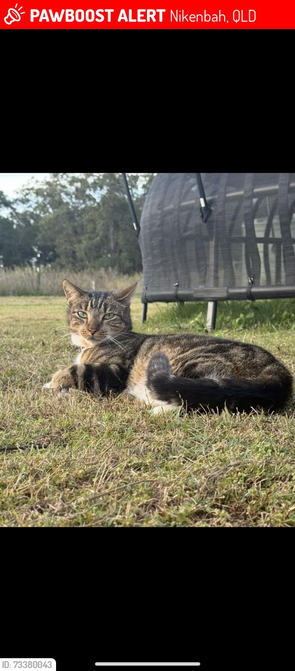 Lost Male Cat last seen Was last seen at our hse near Piggford lane a, Nikenbah, QLD 4655