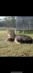 Lost Male Cat last seen Was last seen at our hse near Piggford lane a, Nikenbah, QLD 4655