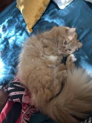 Lost Female Cat last seen 8th Ave N, 22nd St N, St. Petersburg, FL 33713