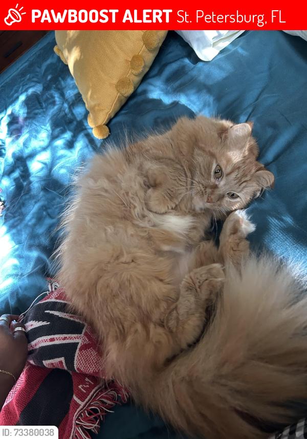 Lost Female Cat last seen 8th Ave N, 22nd St N, St. Petersburg, FL 33713