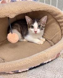 Shelter Stray Male Cat last seen Near Roosevelt Blvd, Beverly Hills, FL, 4030 S Airport Rd, Inverness, FL 34450, USA