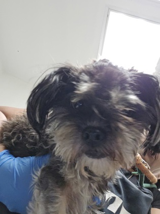 Shelter Stray Male Dog last seen , , CA, 1101 29th Ave, Oakland, CA 94601, USA