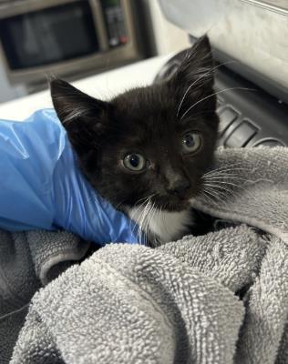 Shelter Stray Female Cat last seen Americana Dr & Baseline, Roseville City, CA, 200 Tahoe Ave, Roseville, CA 95678, USA