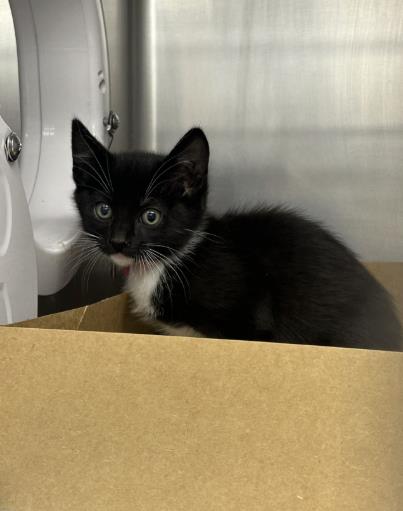Shelter Stray Female Cat last seen Americana Dr & Baseline, Roseville City, CA, 200 Tahoe Ave, Roseville, CA 95678, USA