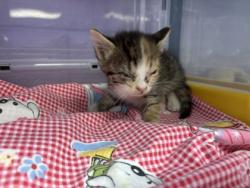 Shelter Stray Female Cat last seen Near Flower, CITY of El Paso, TX, 5001 Fred Wilson Ave, El Paso, TX 79906, USA