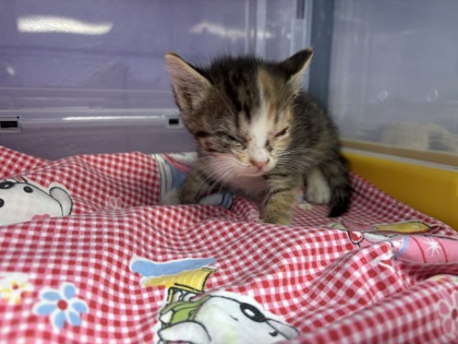 Shelter Stray Female Cat last seen Near Flower, CITY of El Paso, TX, 5001 Fred Wilson Ave, El Paso, TX 79906, USA