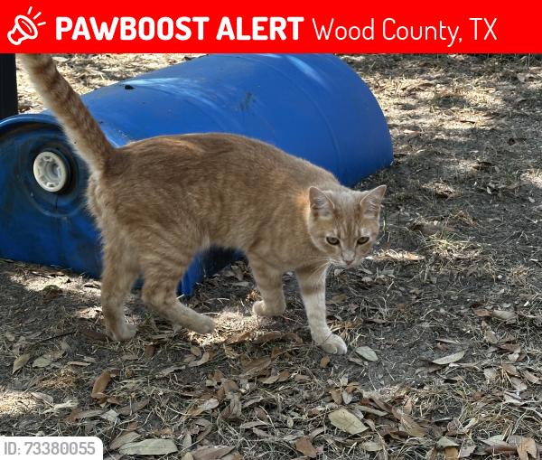 Lost Male Cat last seen Lake Hawkins, Wood County, TX 75765