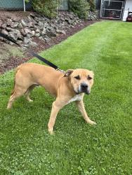 Found/Stray Male Dog last seen Tampico, Tampico, WA 98903