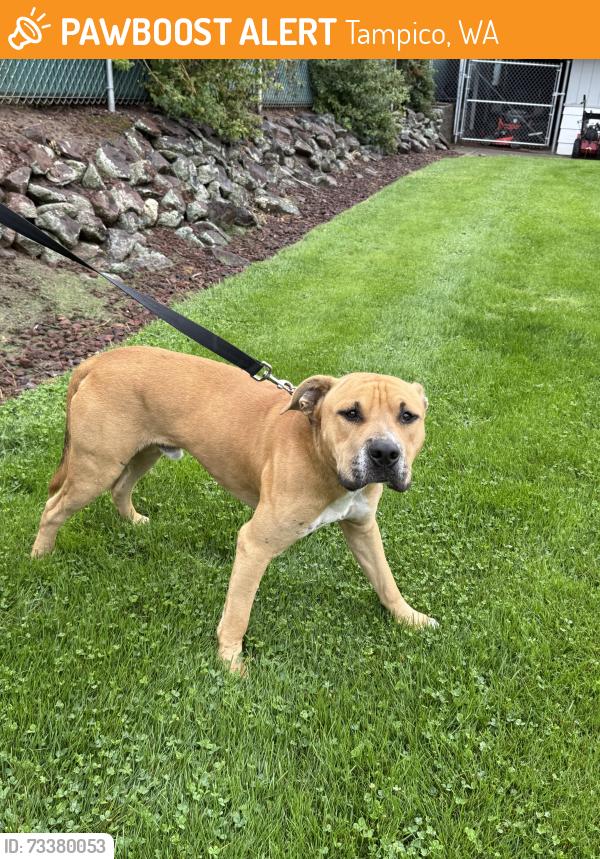 Found/Stray Male Dog last seen Tampico, Tampico, WA 98903