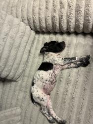 Lost Male Dog last seen Golf palms, Houston, TX 77034