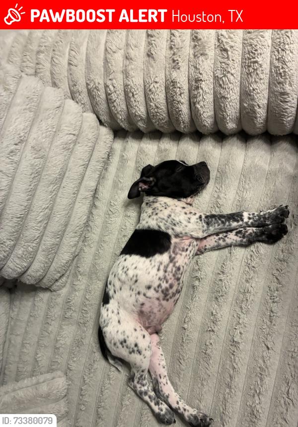 Lost Male Dog last seen Golf palms, Houston, TX 77034