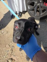 Found/Stray Male Dog last seen Crown Valley Rd & Sierra Highway, Acton, CA 93510