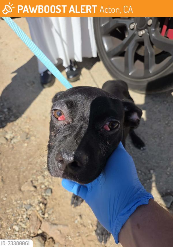 Found/Stray Male Dog last seen Crown Valley Rd & Sierra Highway, Acton, CA 93510