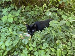 Found/Stray Unknown Cat last seen Culver rd & 104, Irondequoit, NY 14609