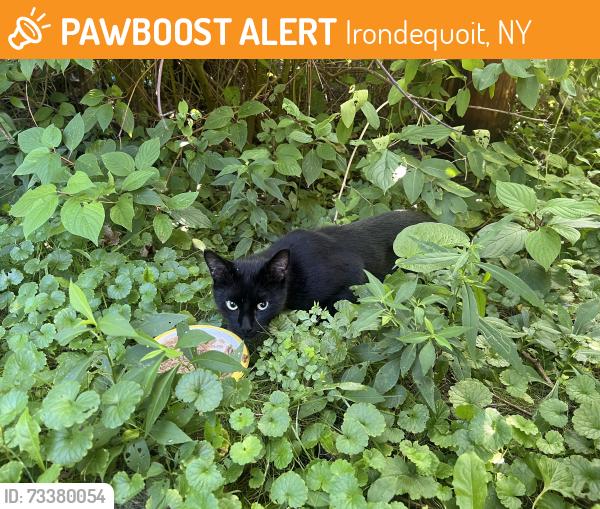Found/Stray Unknown Cat last seen Culver rd & 104, Irondequoit, NY 14609