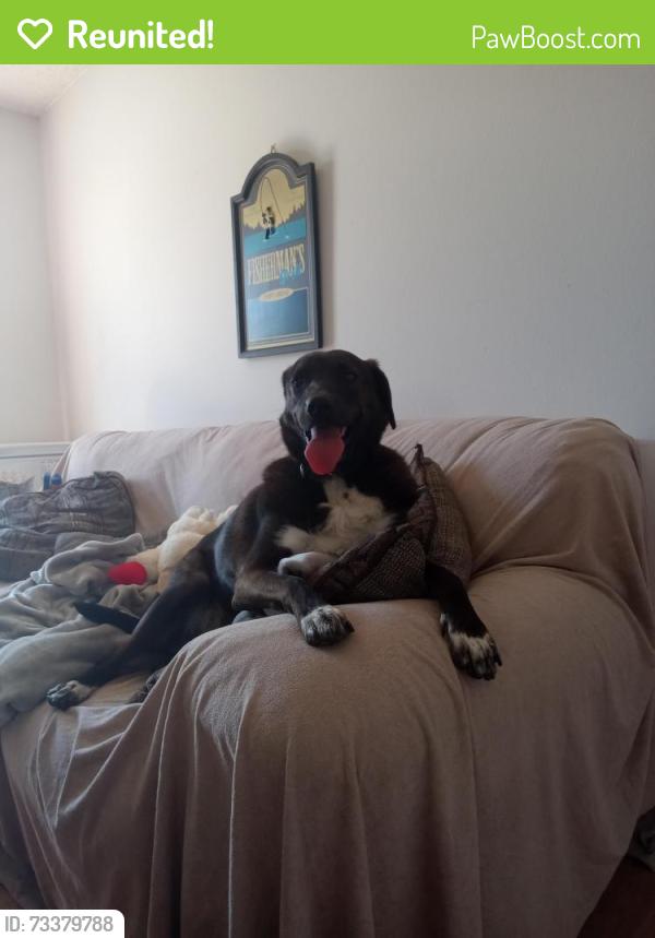 Reunited Male Dog last seen Redondo and Verde, heading towards Vandegrift Boulevard, Oceanside, CA 92057