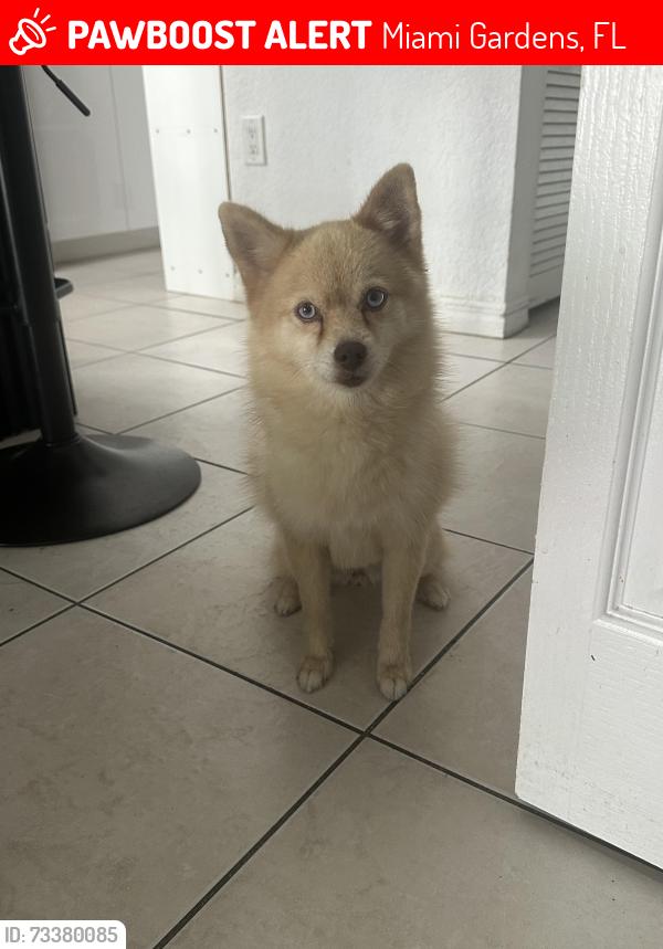 Lost Female Dog last seen Santa Mónica iglesia, Miami Gardens, FL 33056