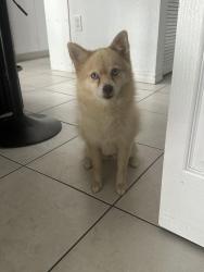 Lost Female Dog last seen Santa Mónica iglesia, Miami Gardens, FL 33056