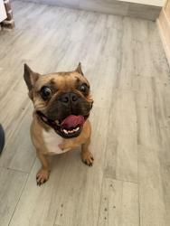 Found/Stray Male Dog last seen Hill Drive and Old Highway 105 W, Conroe, TX 77304