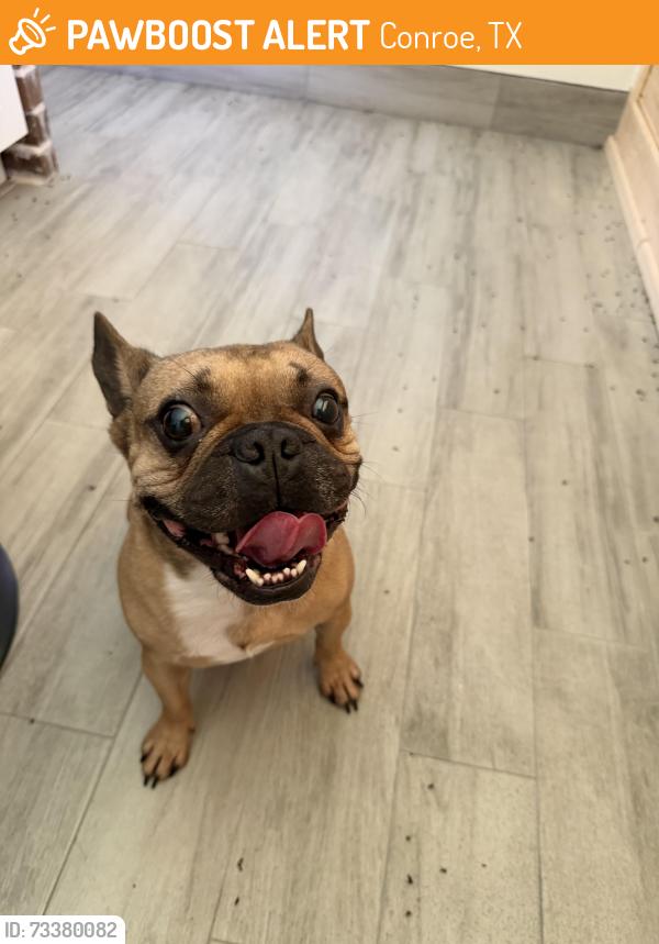 Found/Stray Male Dog last seen Hill Drive and Old Highway 105 W, Conroe, TX 77304