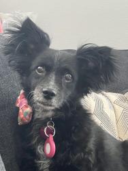 Reunited Female Dog last seen Alamo/Columbia, Riverside, CA 92501